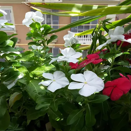 Diamond Daire Cenova