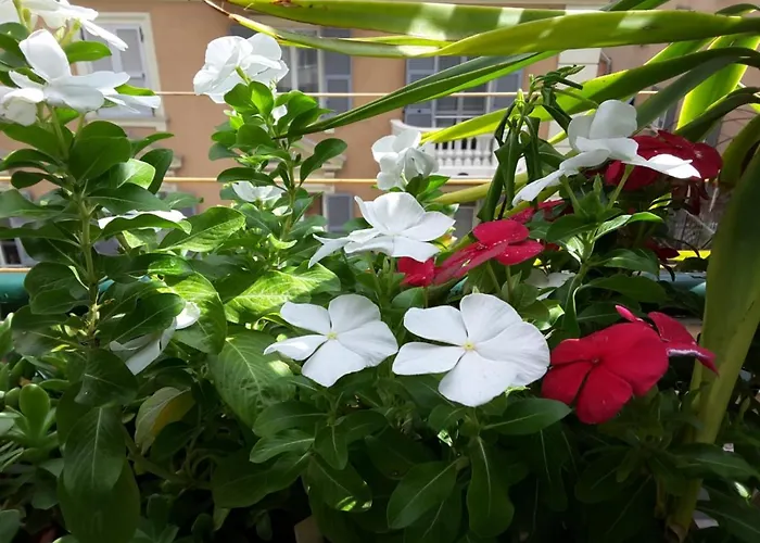 Diamond Apartmán Janov